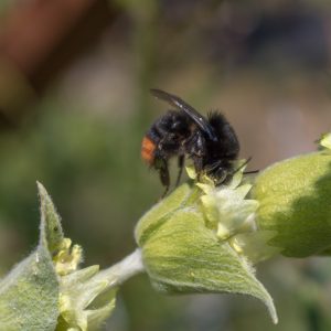 Bee on sideritis blossom collecting nectar