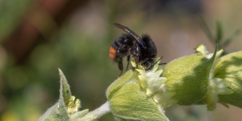 Bee on sideritis blossom collecting nectar