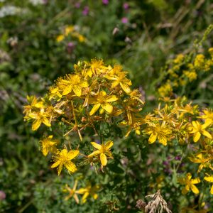 Balsam / Hypericum perforatum