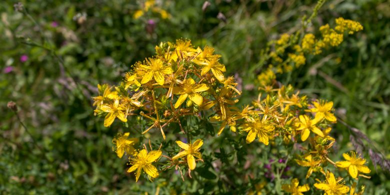 Balsam / Hypericum perforatum