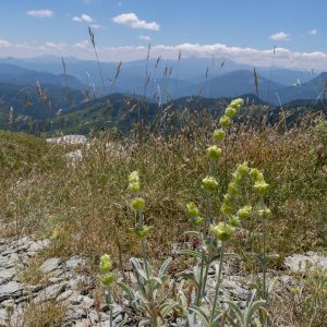 Wild sideritis blossoms in Haros area