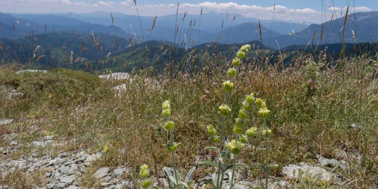 Wild sideritis blossoms in Haros area
