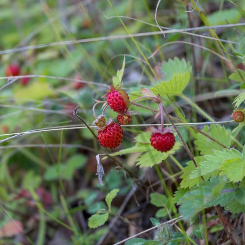 Wild strawberries / Fragaria vesca