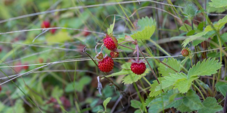 Wild strawberries / Fragaria vesca