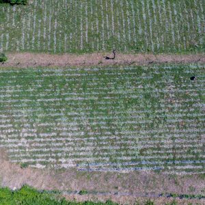 Aerial top down view of our tea fields