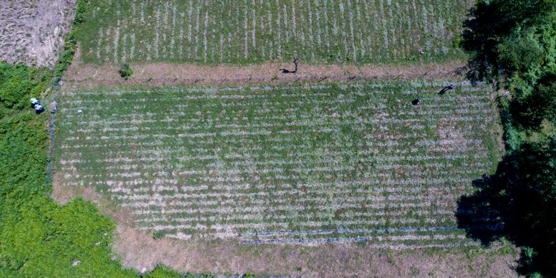 Aerial top down view of our tea fields
