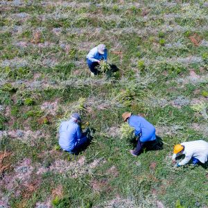 Picking the tea crop in our fields