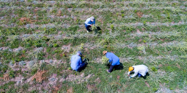 Picking the tea crop in our fields