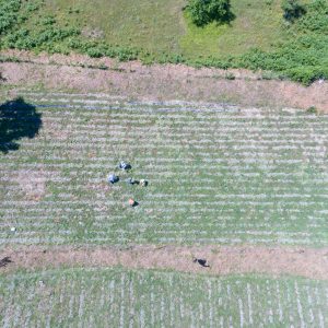1450 Tea Fields at Kotyli Aerial View