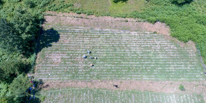1450 Tea Fields at Kotyli Aerial View